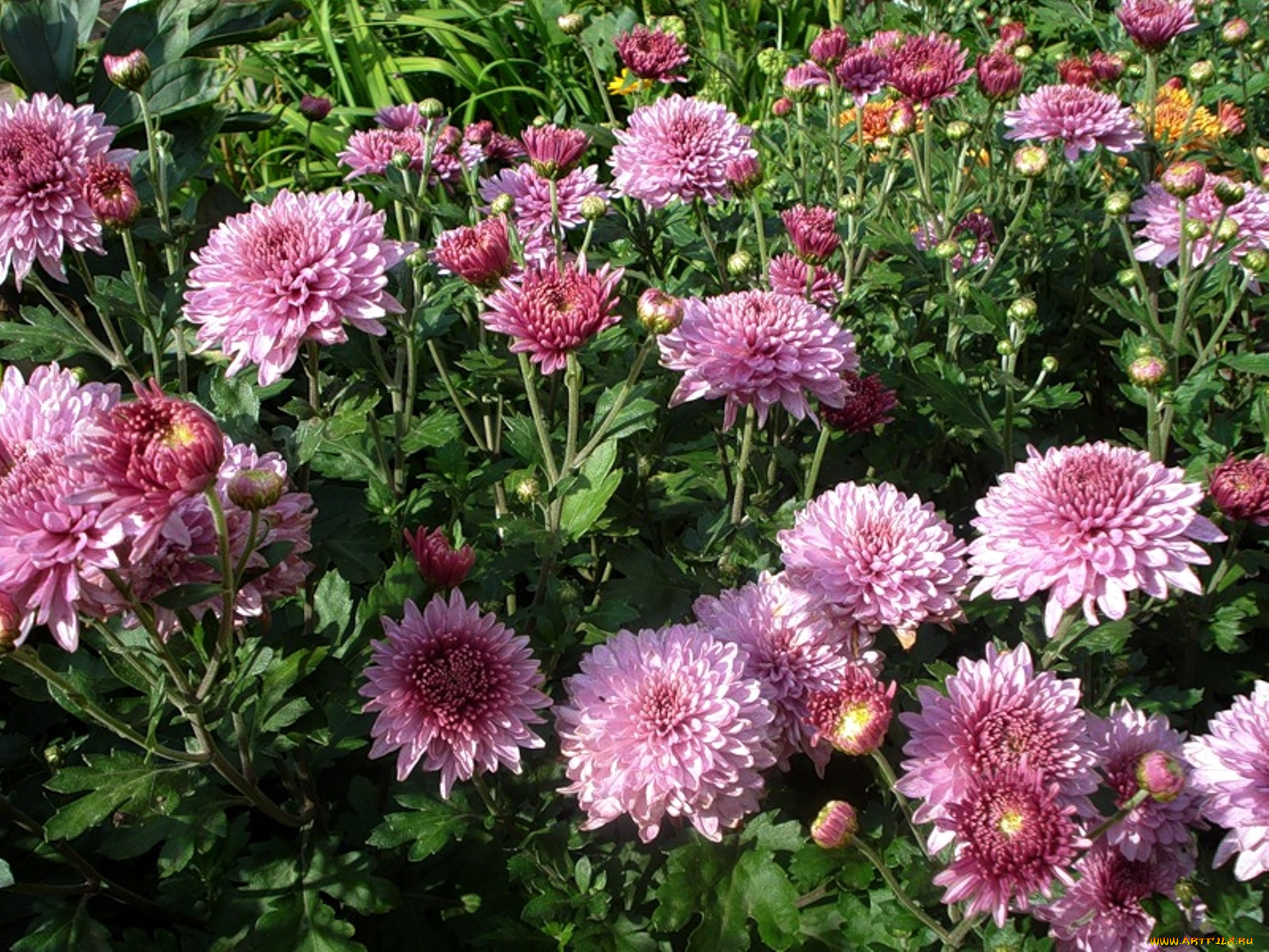 цветы, хризантемы, клумба
