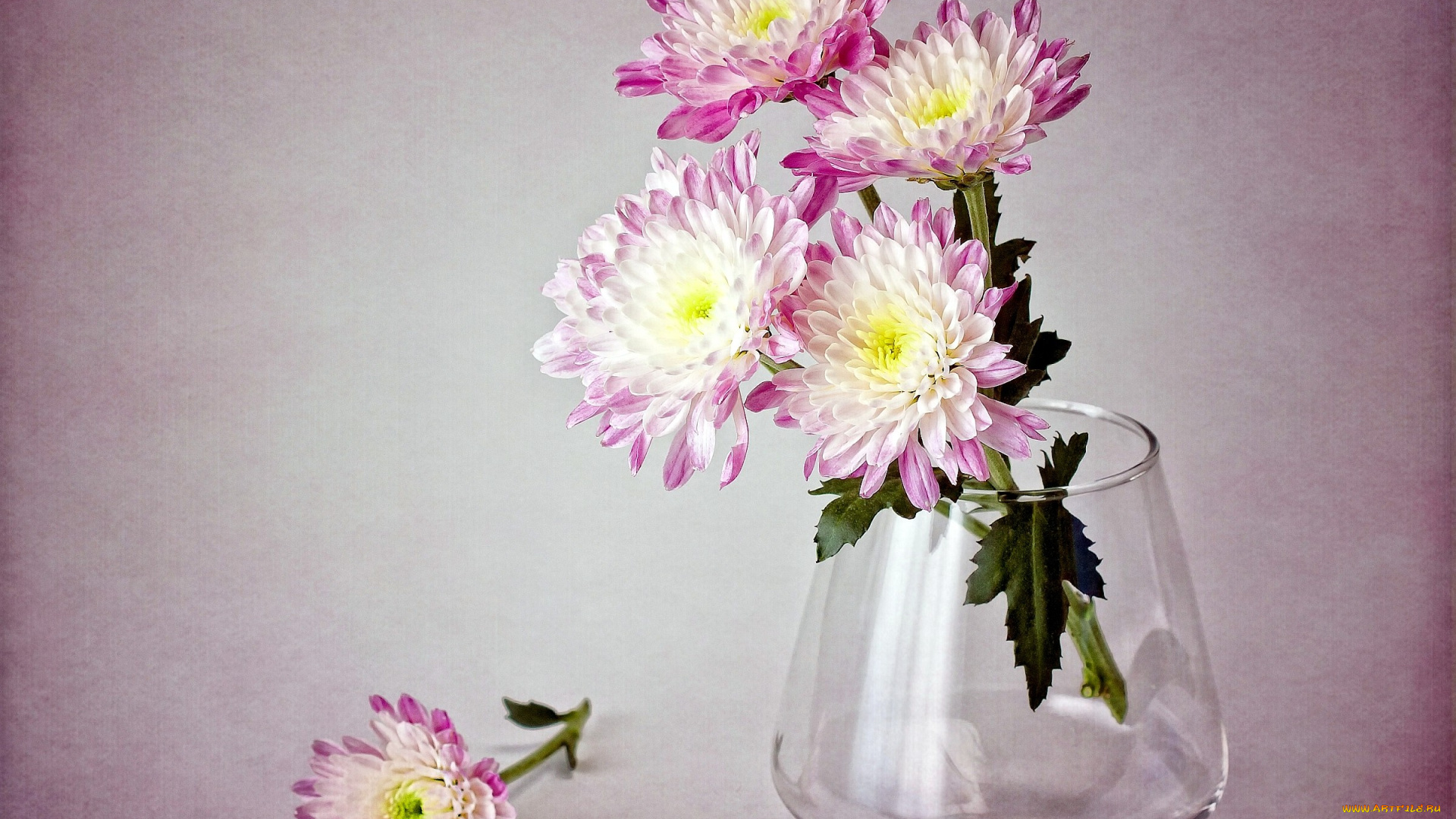 цветы, хризантемы, бледно-розовый, ваза