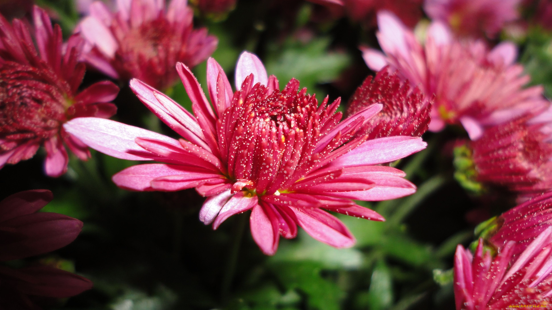 цветы, хризантемы, макро