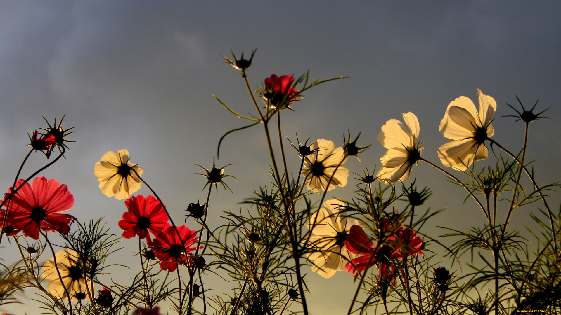 цветы, космея, красные, желтые