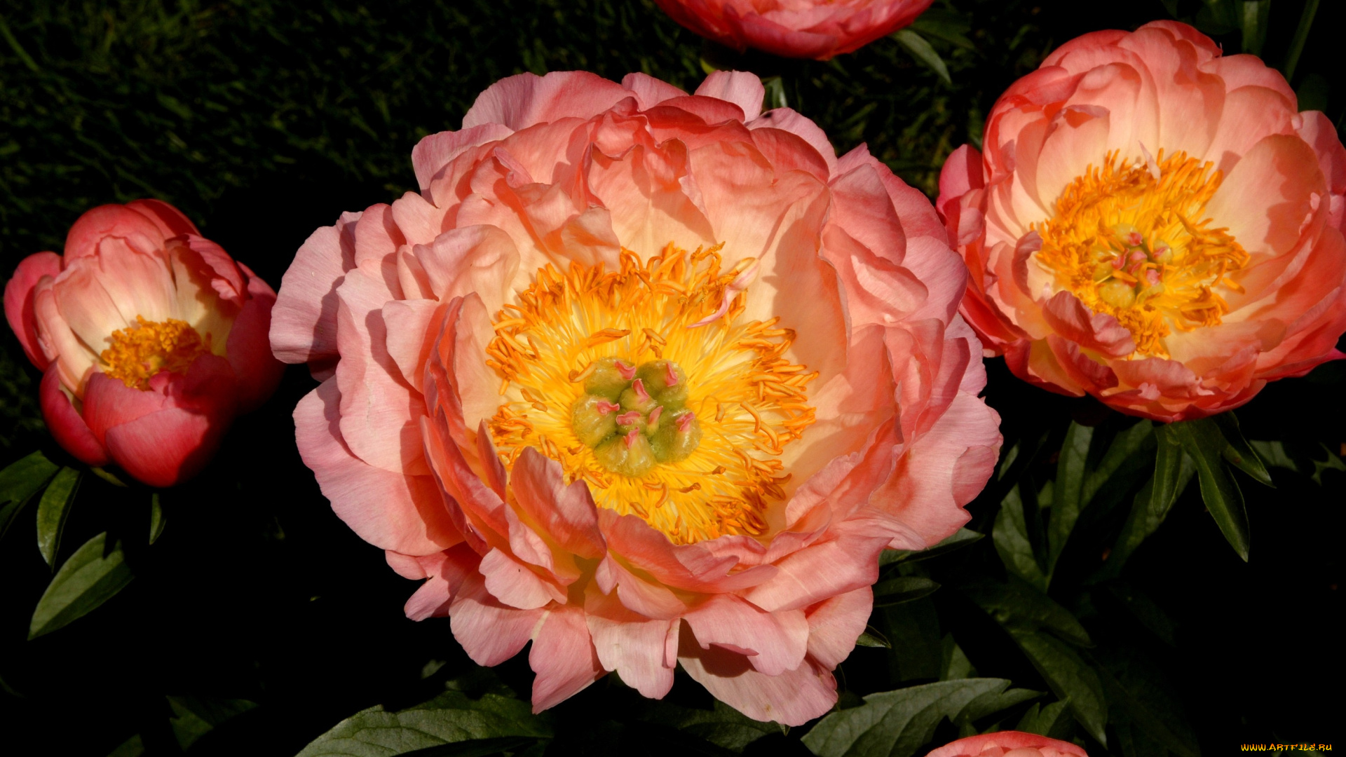 цветы, пионы, оранжевый, круглый