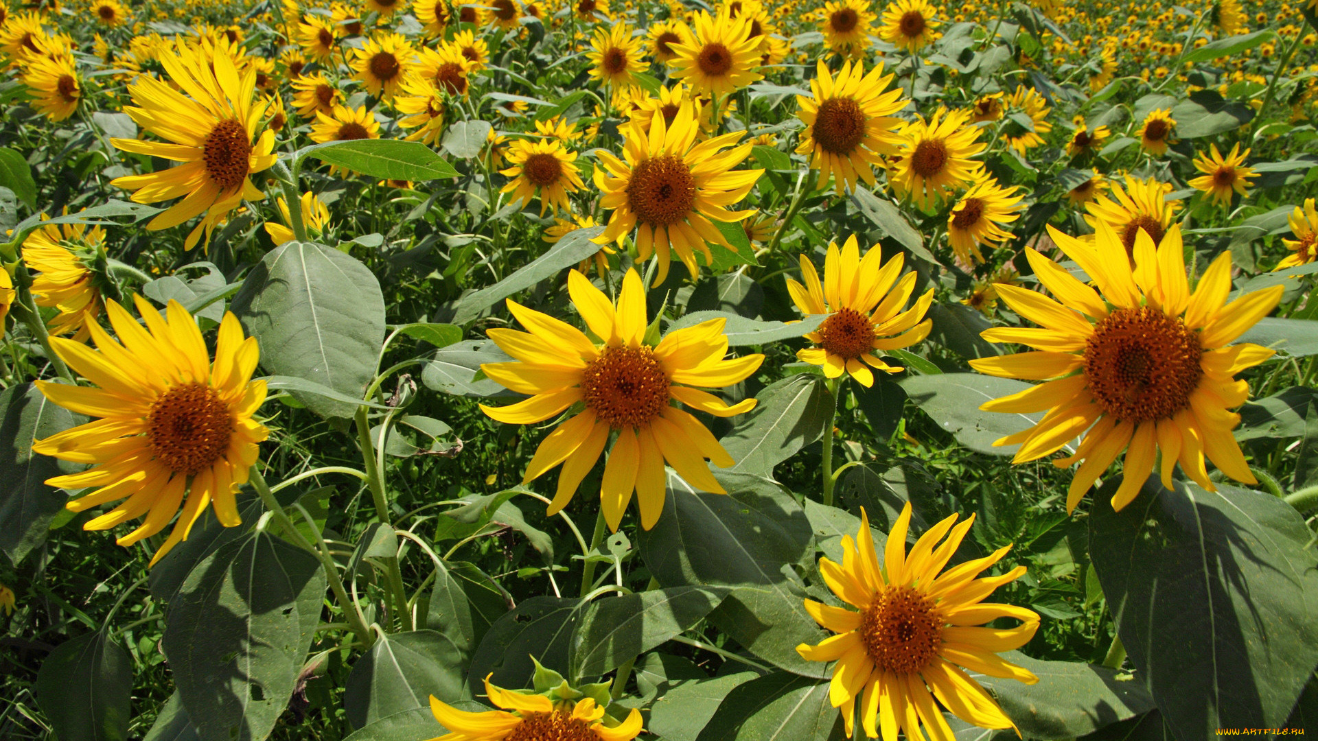 цветы, подсолнухи, лето, поле