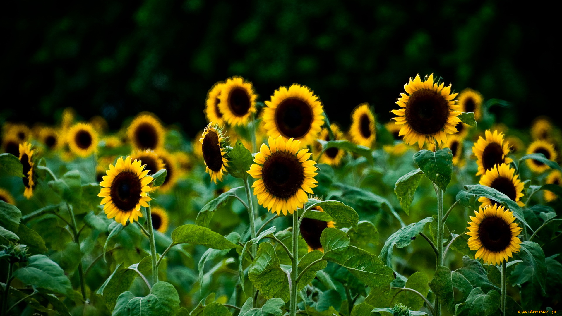 цветы, подсолнухи, тёмный, фон