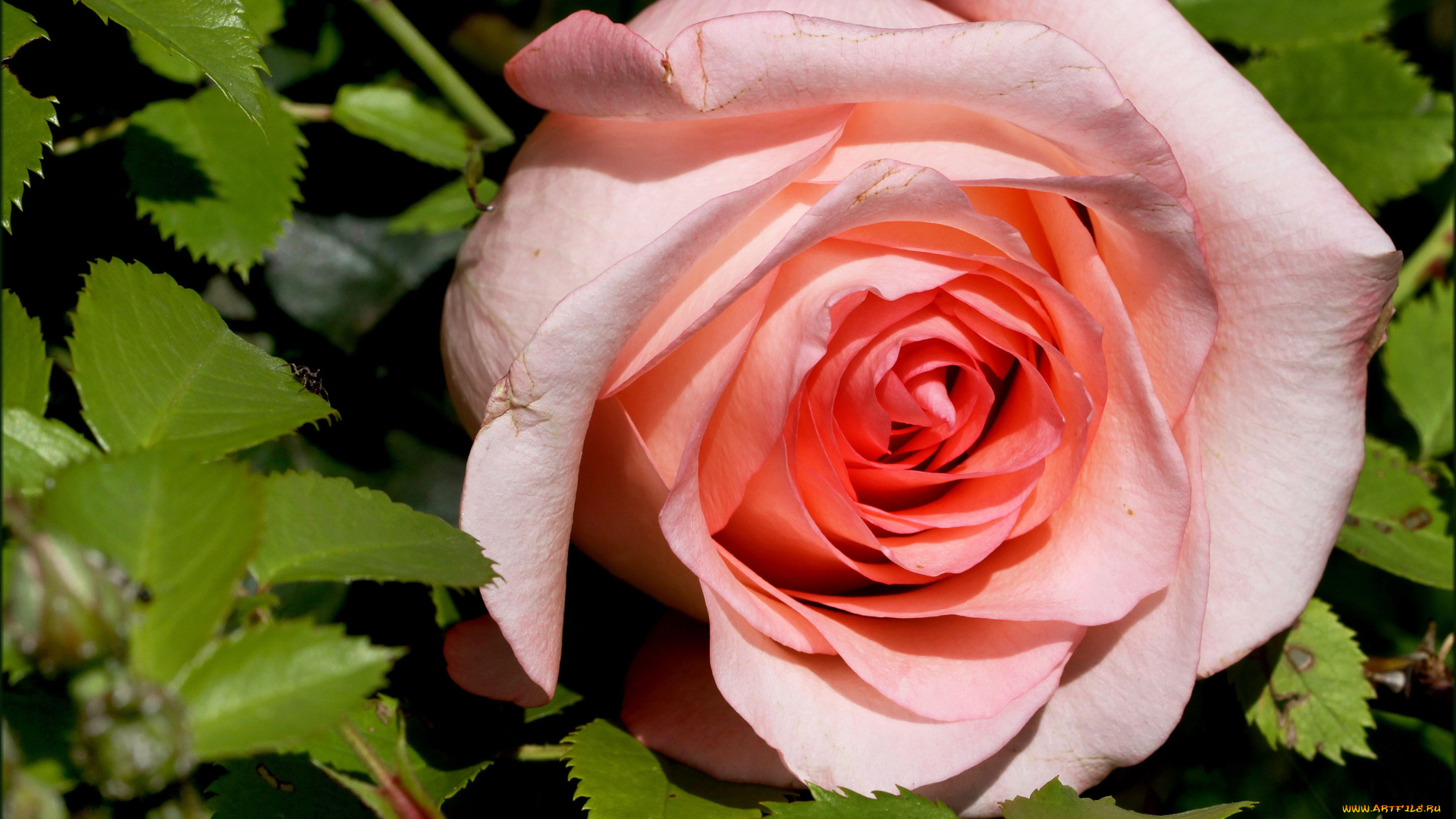 цветы, розы, бутон, макро