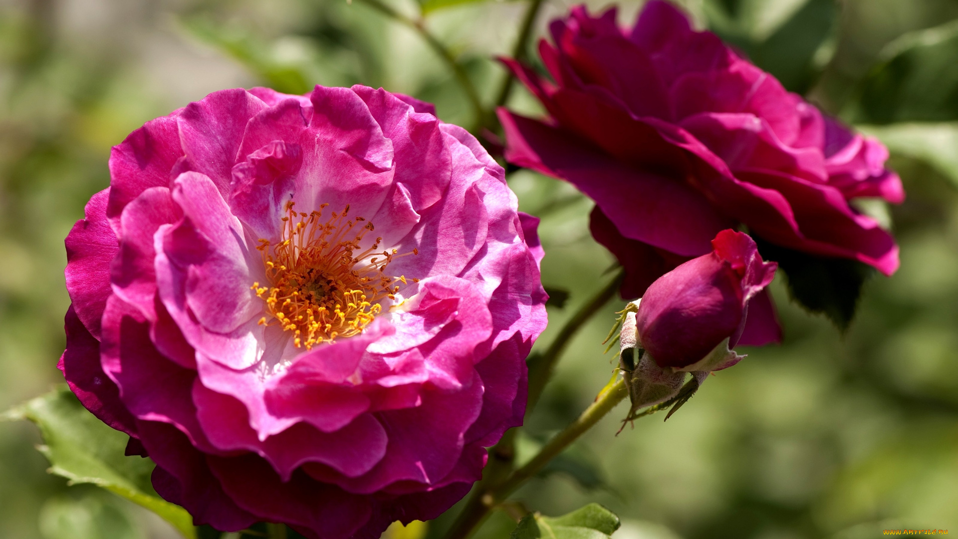 цветы, розы, ярко-розовый, ветка, бутон