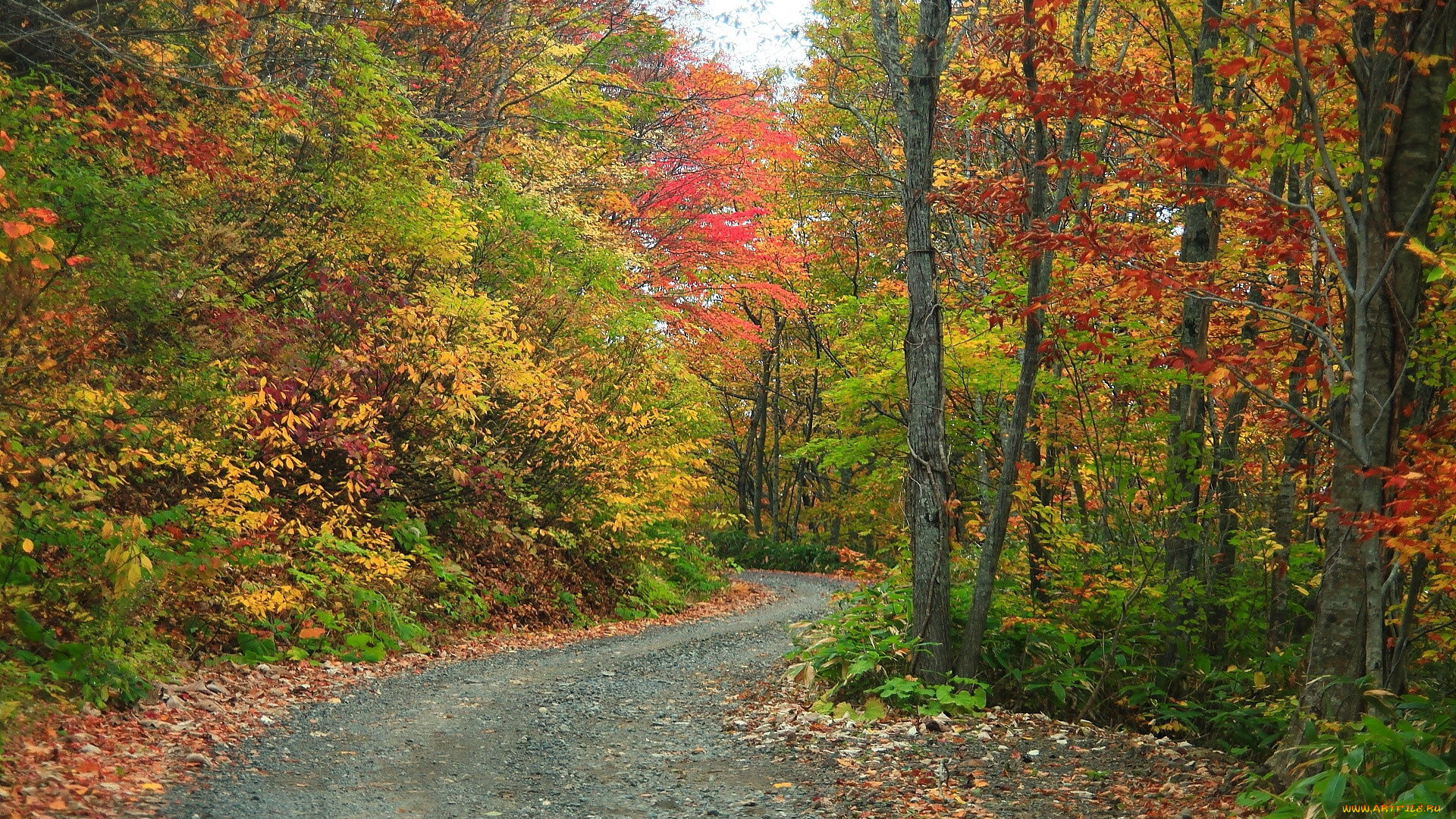 природа, дороги, осень, деревья
