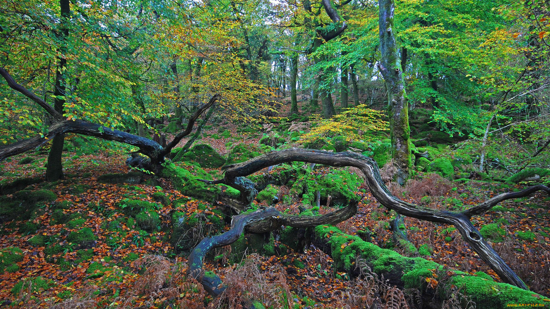 природа, лес, листья, коряги, осень, деревья