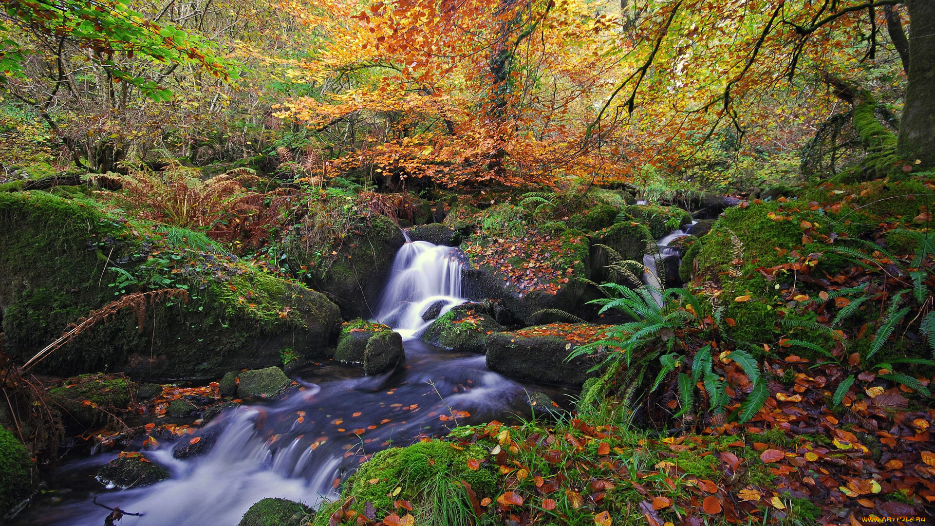 природа, лес, осень, камни, ручей, деревья, листья, мох