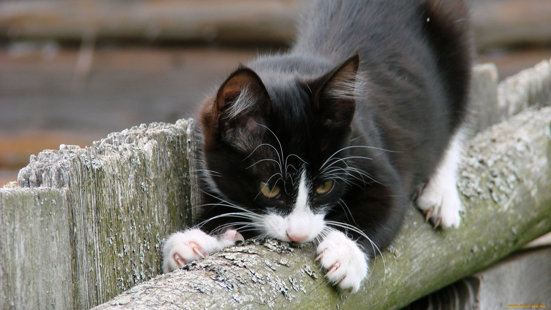 животные, коты, котёнок