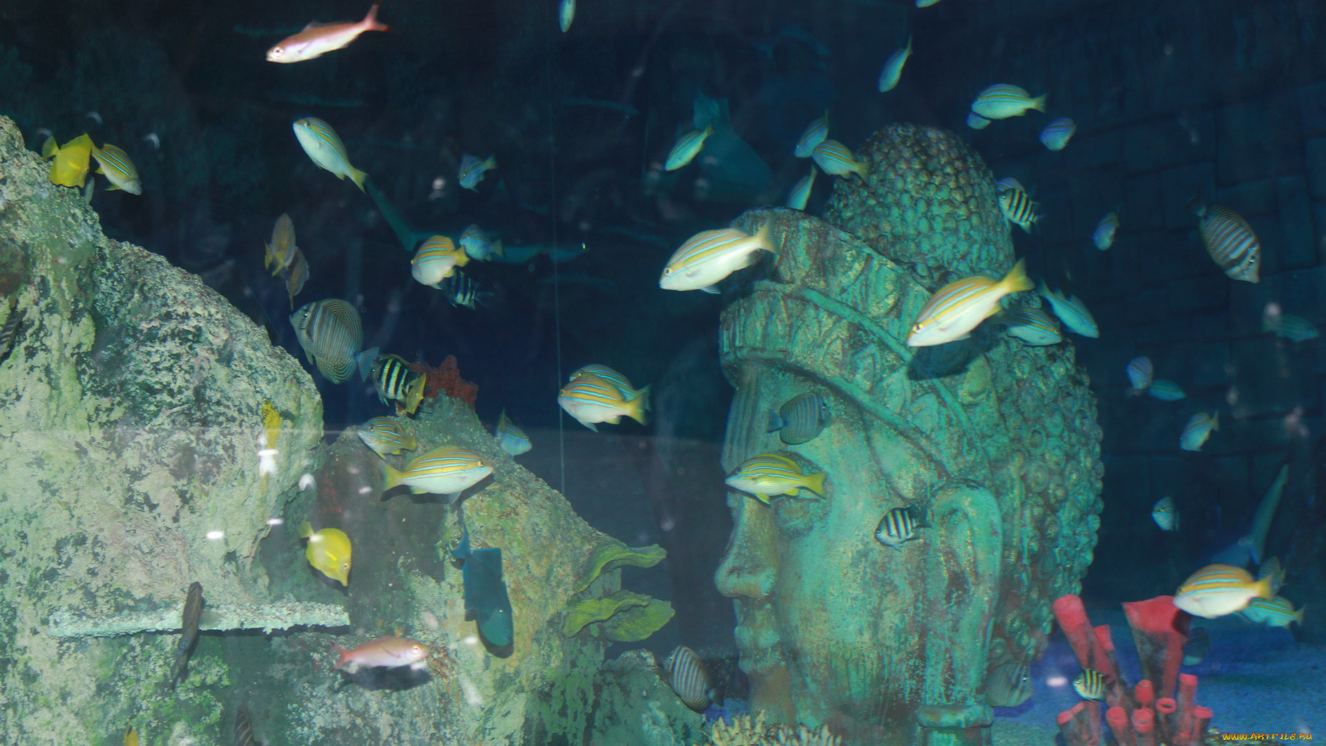 животные, рыбы, рыбки