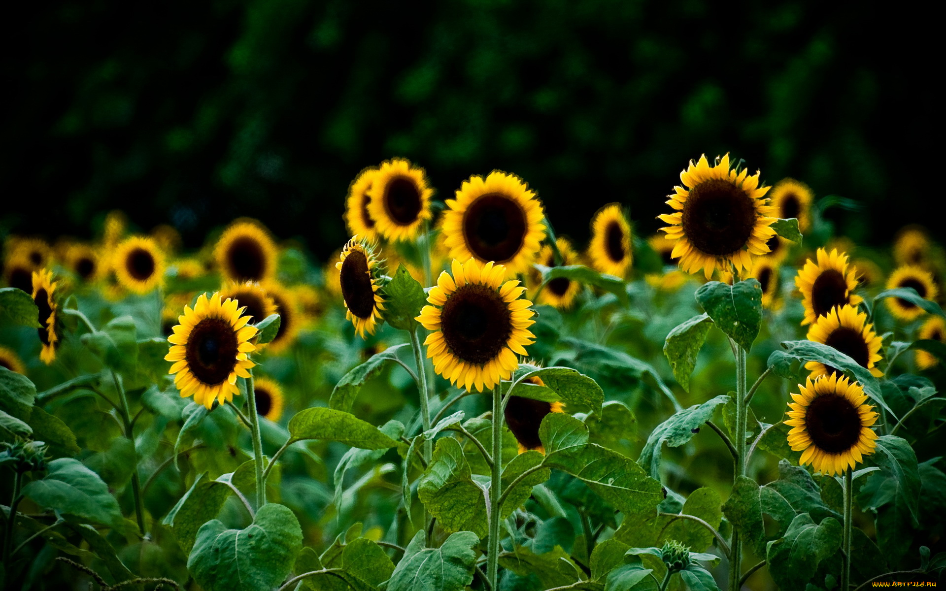 цветы, подсолнухи, тёмный, фон