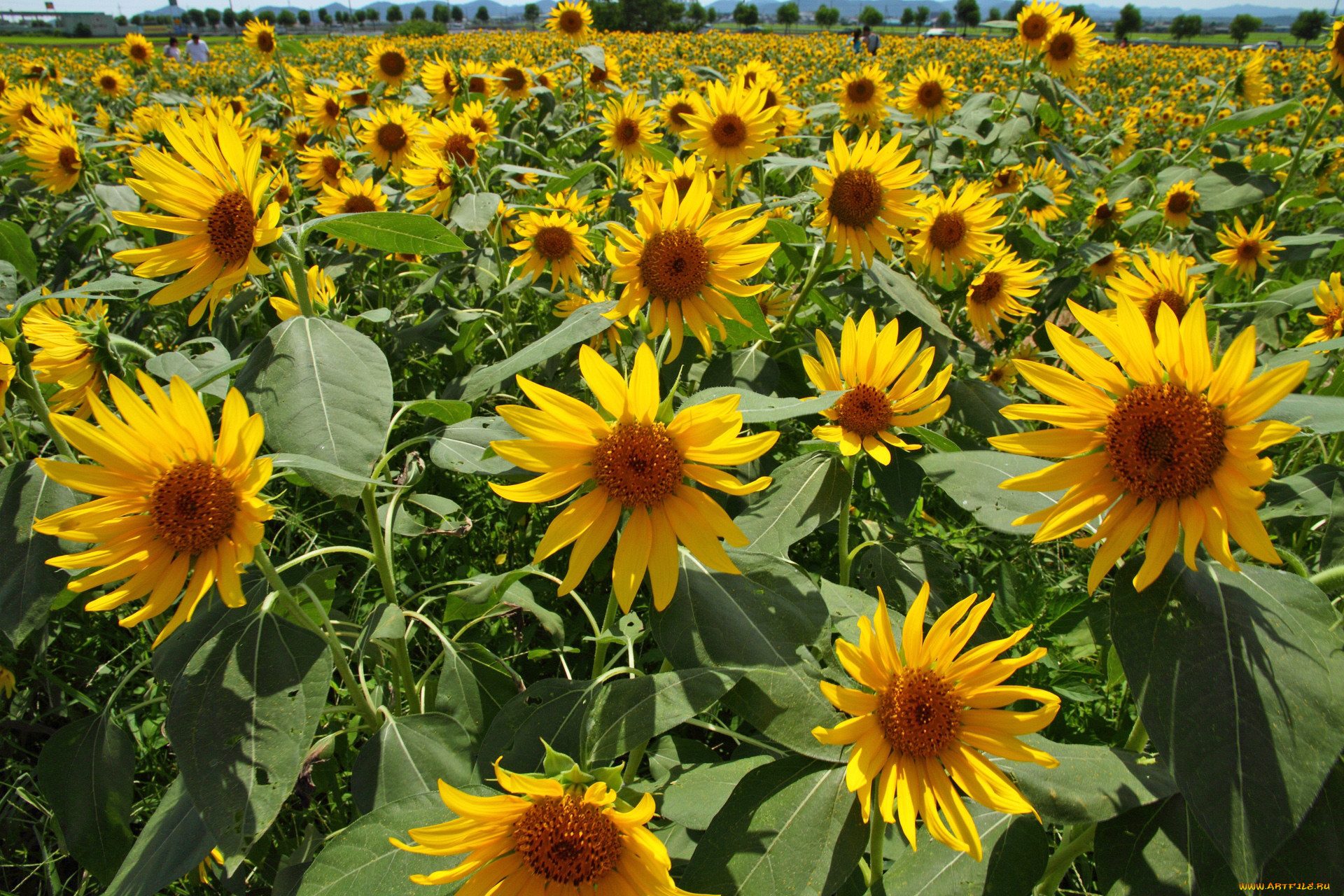 цветы, подсолнухи, лето, поле