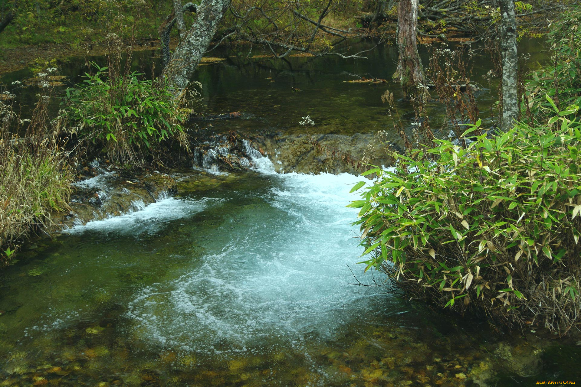 природа, реки, озера, лес