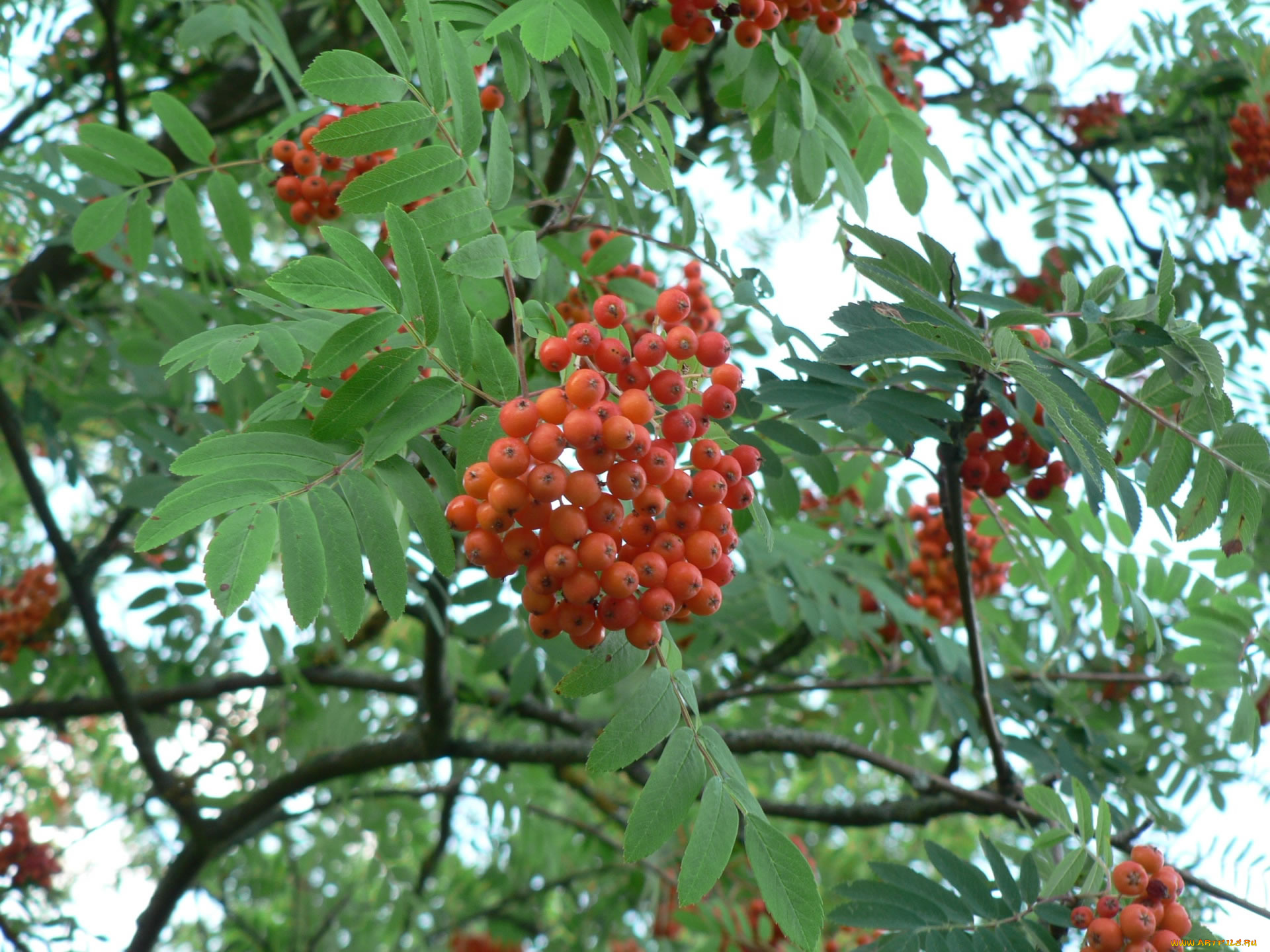 природа, Ягоды, рябина, гроздья, рябины