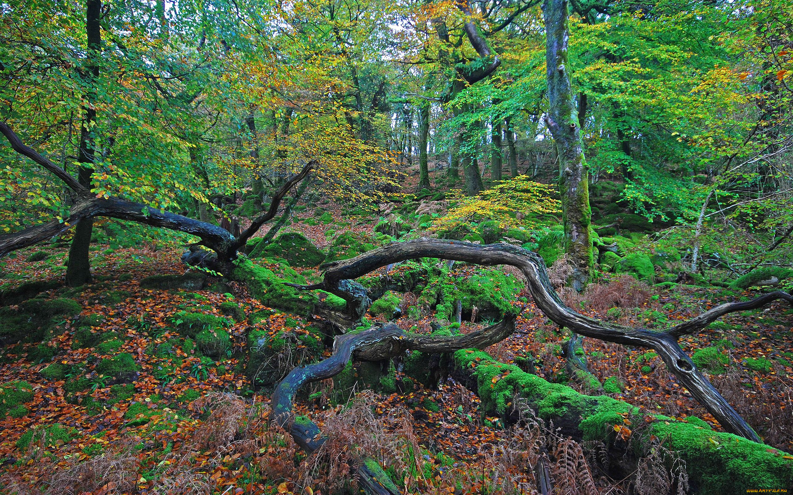 природа, лес, листья, коряги, осень, деревья