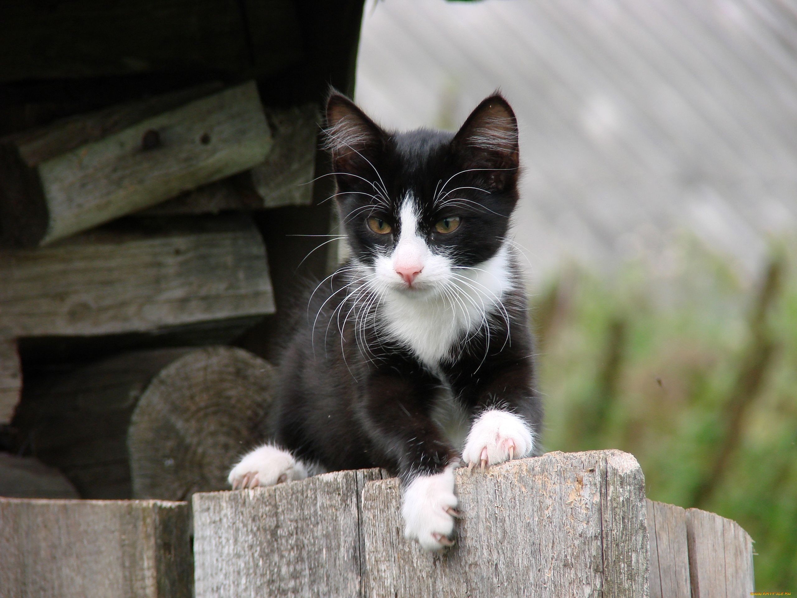 животные, коты, котёнок