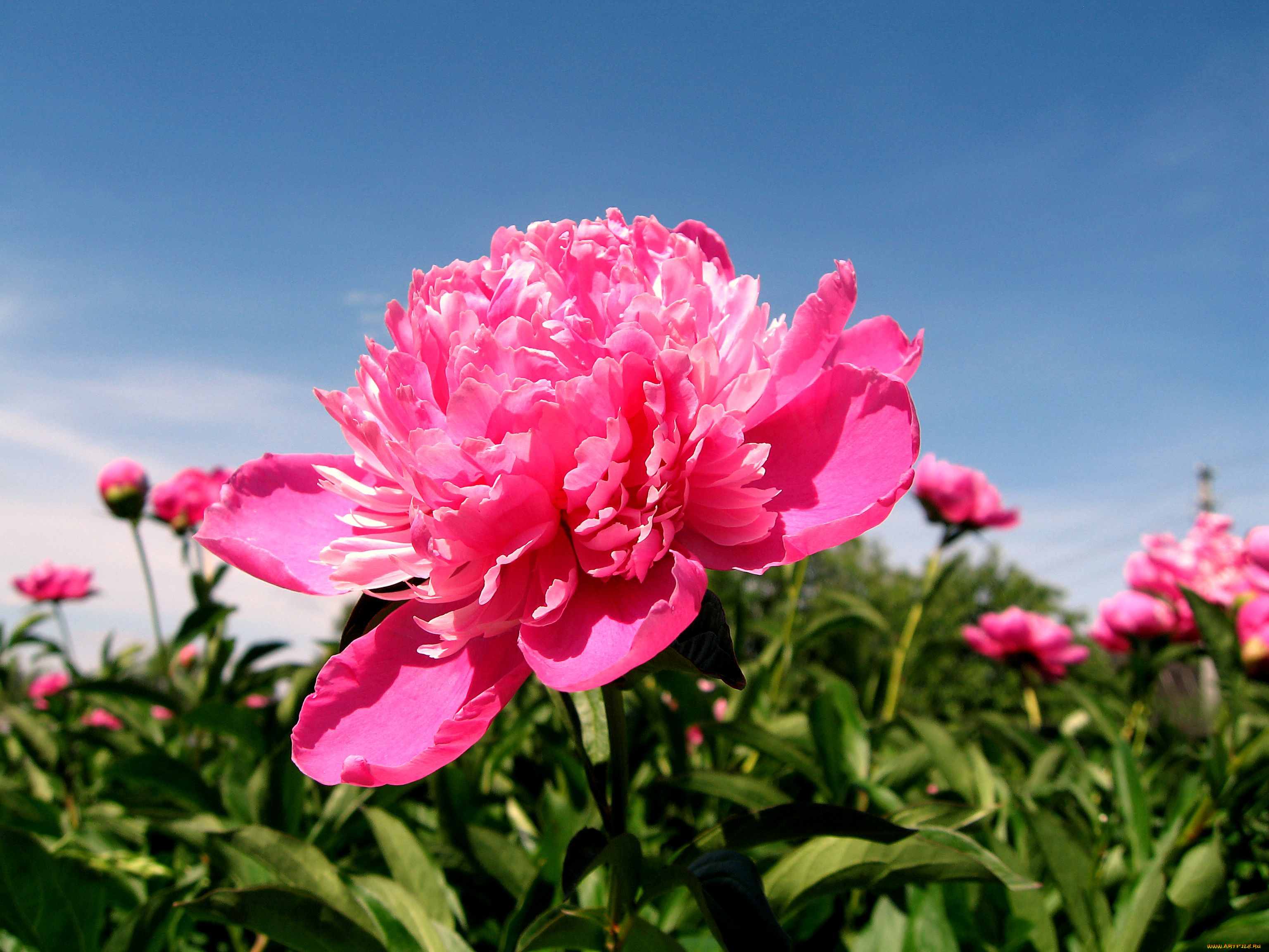 цветы, пионы, лепестки