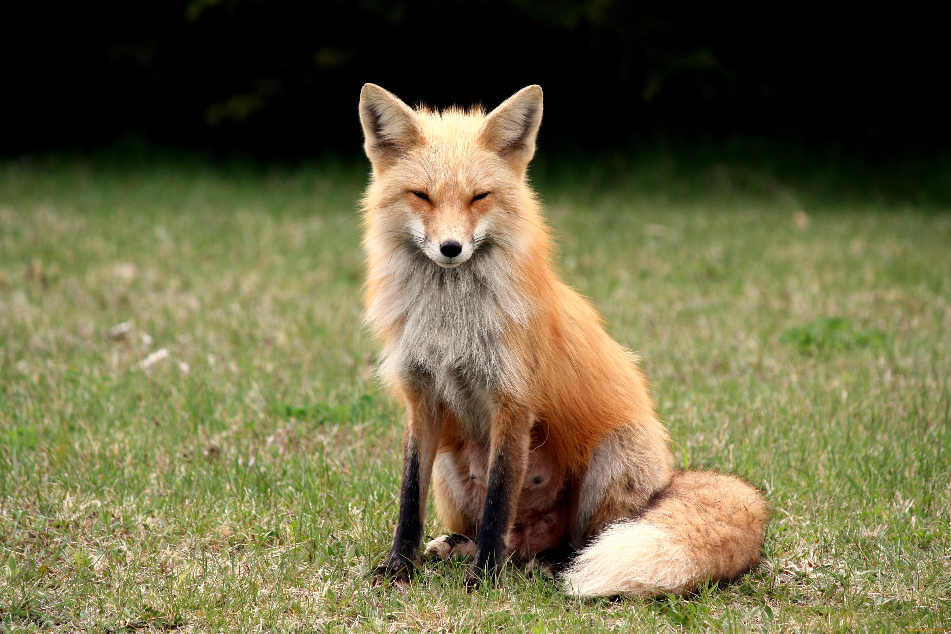 животные, лисы, прищур, хитрая, рыжая, хвост