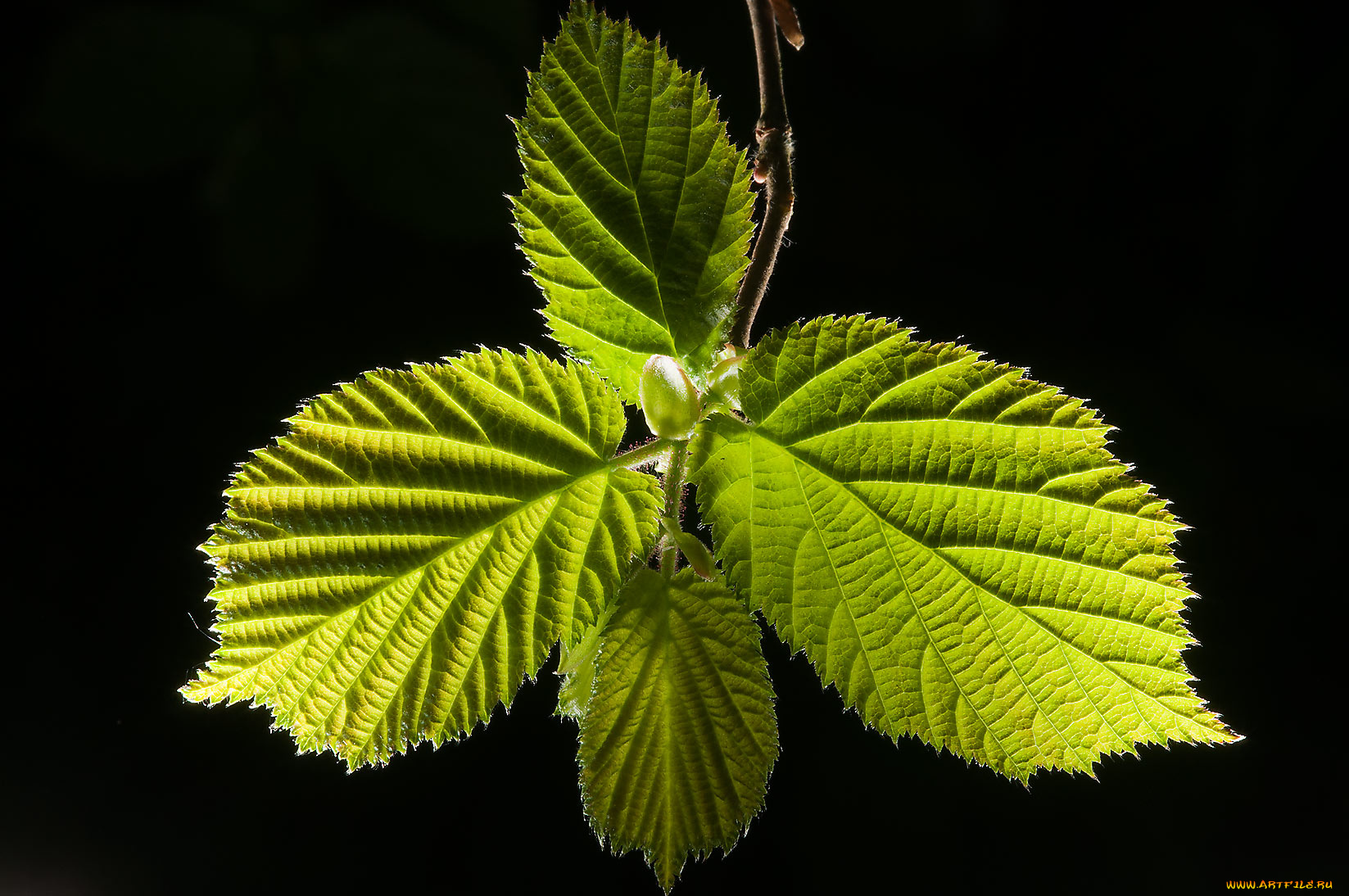 природа, листья, фон