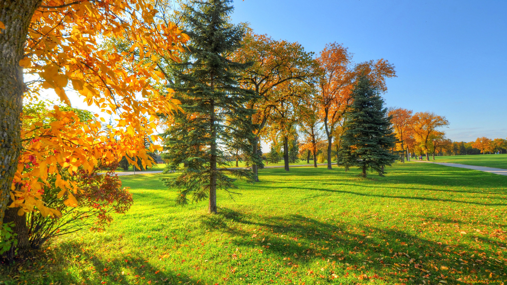 природа, деревья, осень, небо, листья, трава, жёлтые