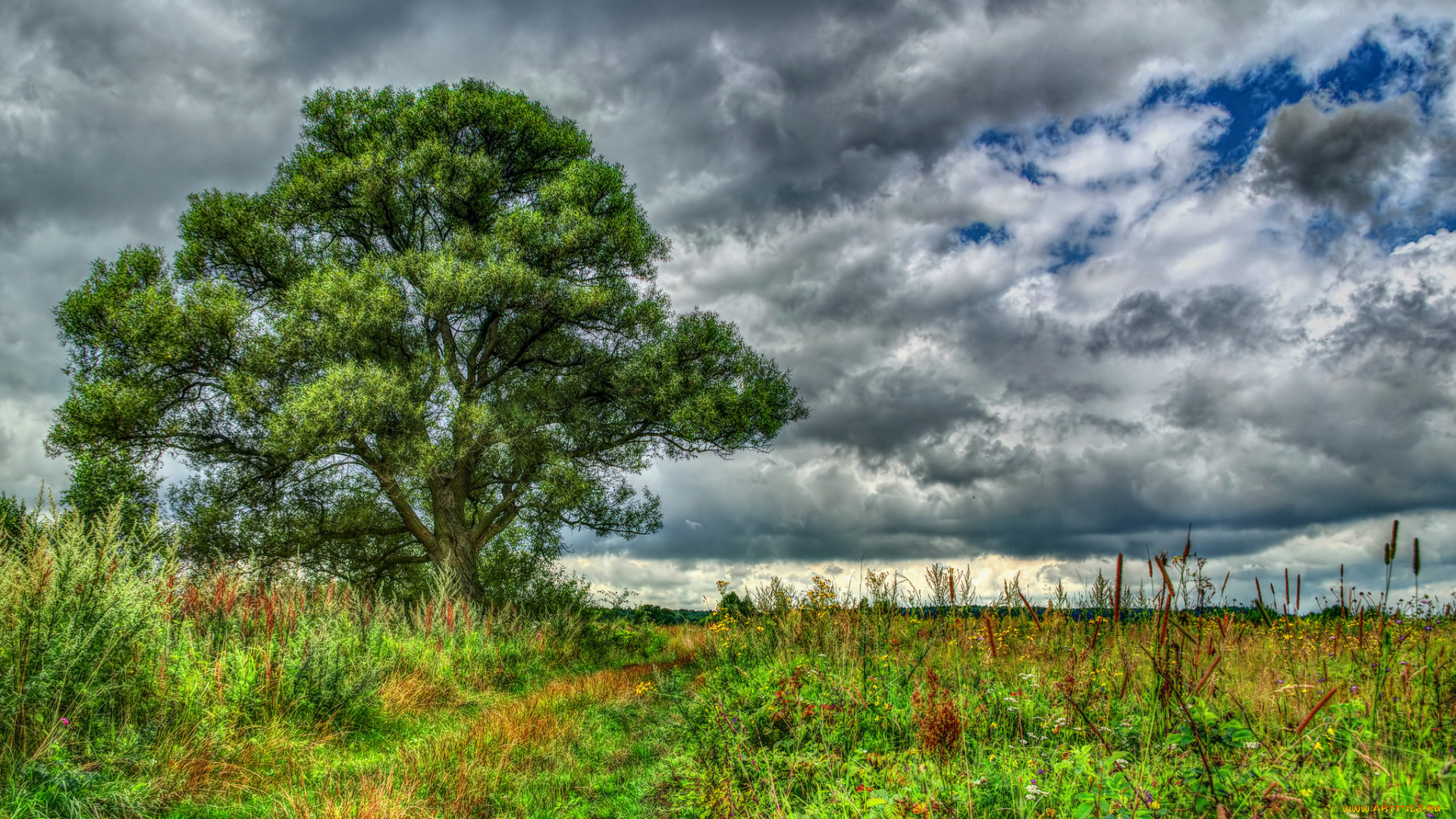 природа, деревья, поле, трава, дерево