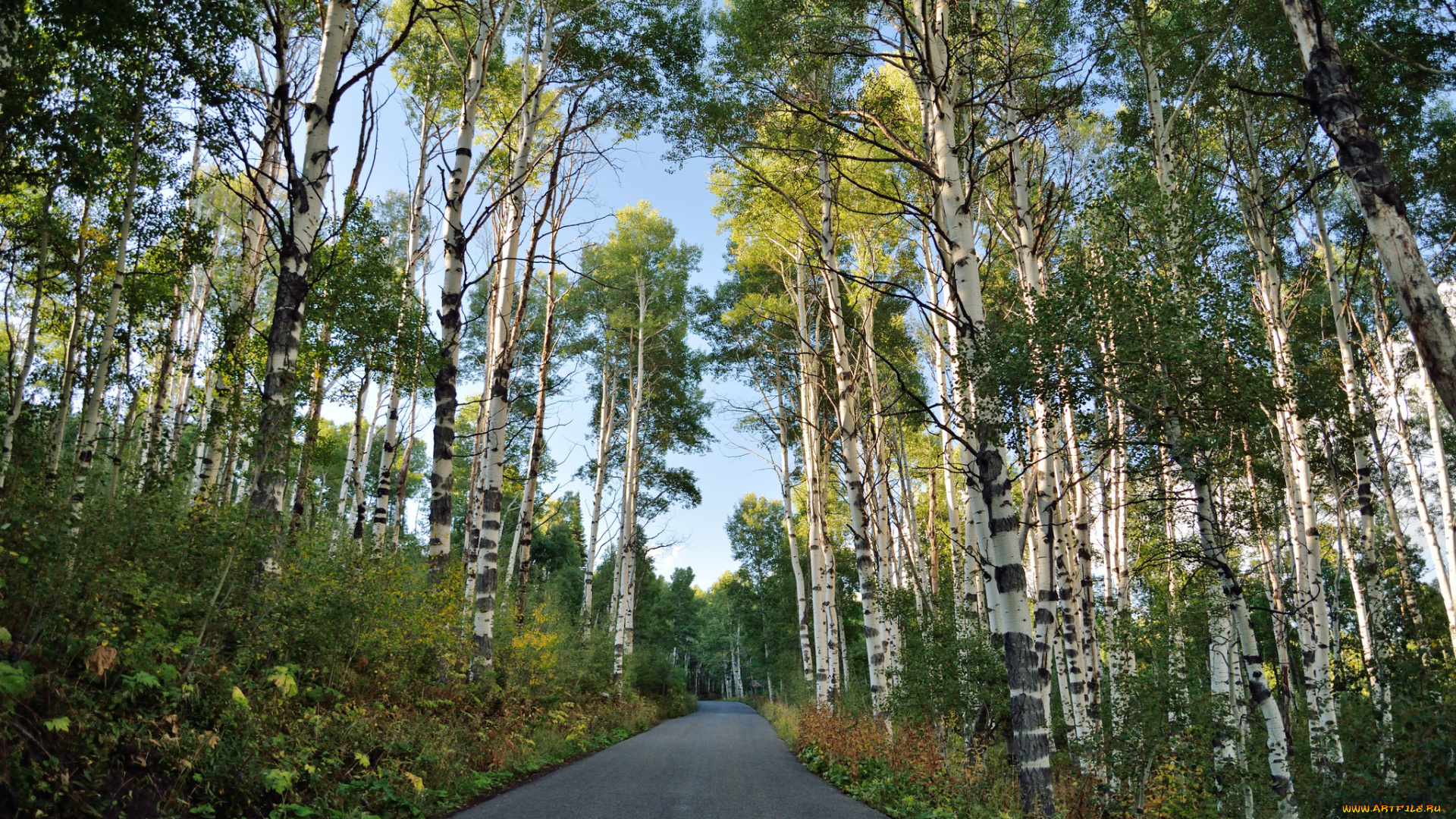 природа, дороги, березовая, роща, шоссе