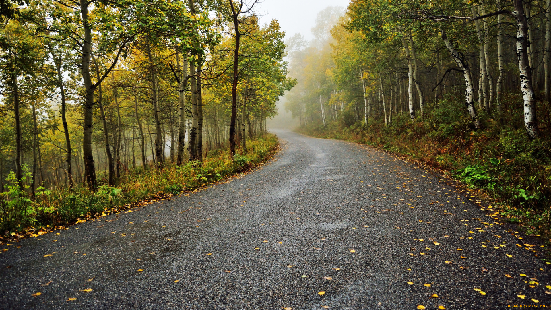 природа, дороги, осень, лес, шоссе