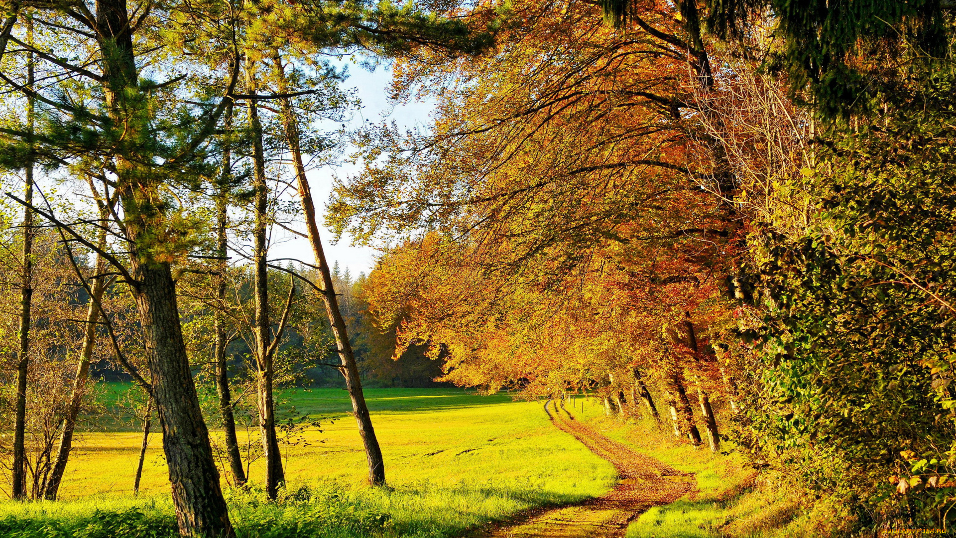 природа, дороги, осень, тропа, деревья, поляна, лес