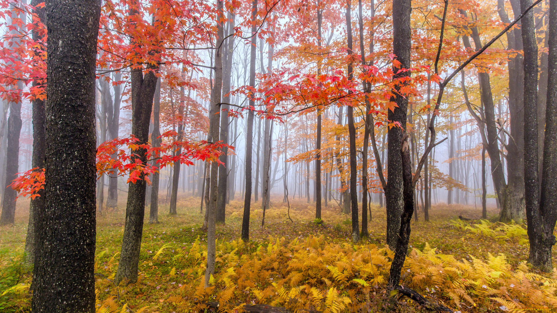 природа, лес, осень, дымка