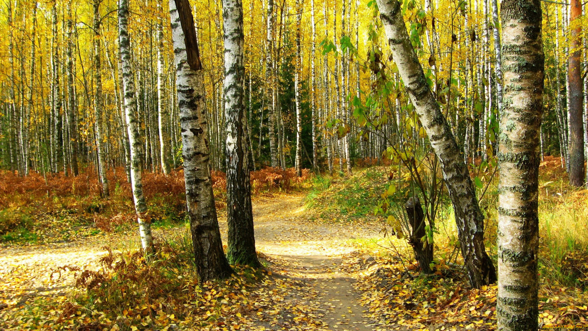 природа, лес, роща, березы, осень, трава, листья, тропа