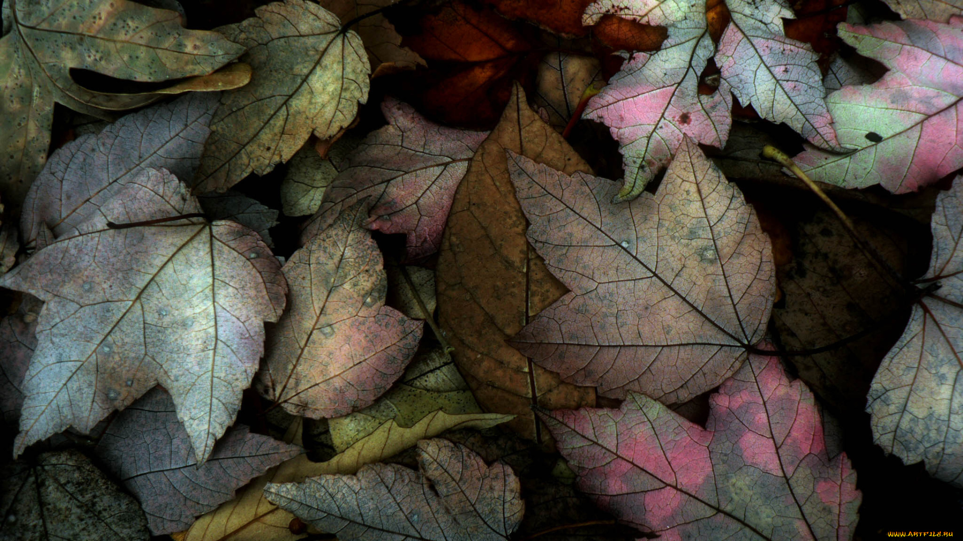 природа, листья