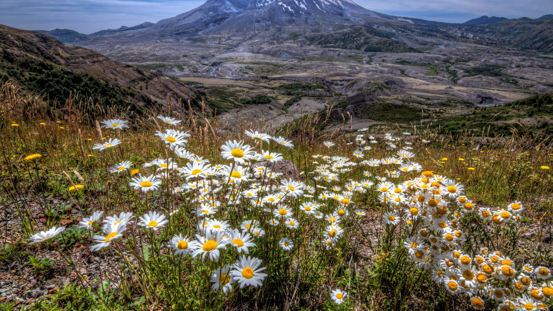 природа, луга, горы, луг, цветы