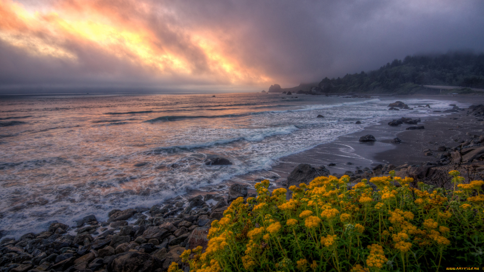 природа, побережье, океан, пляж, цветы, тучи