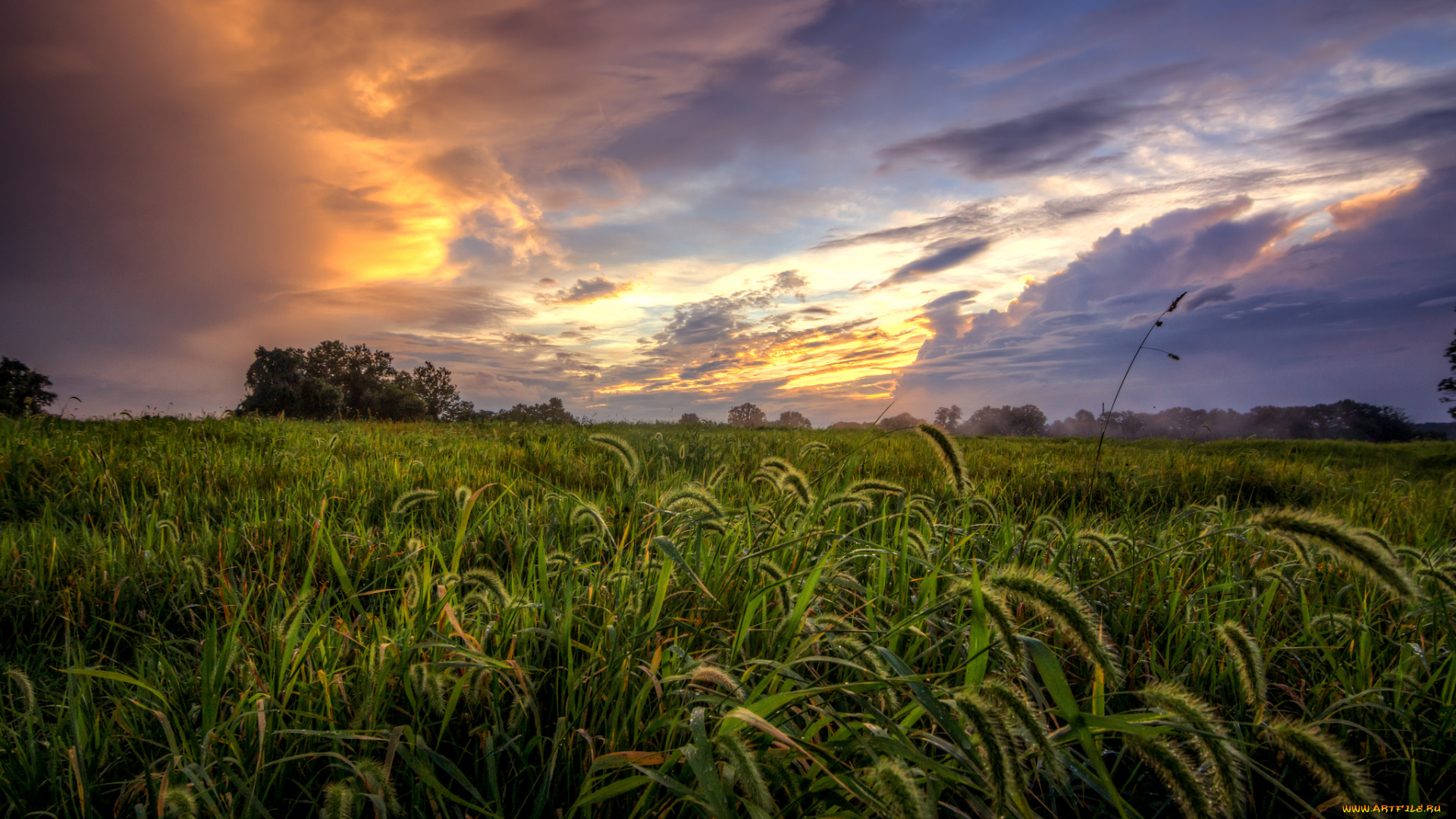 природа, поля, поле, трава, тучи