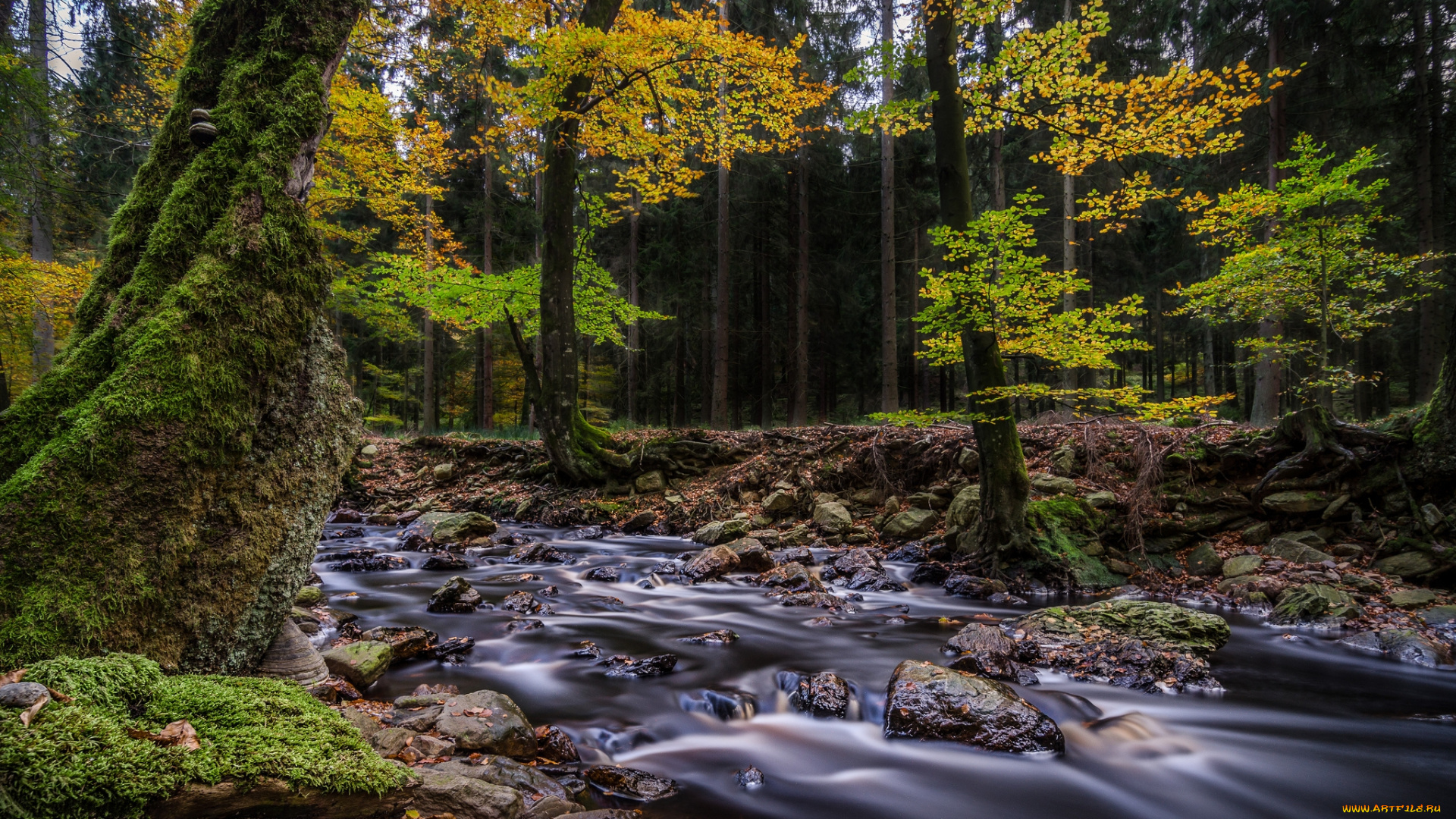 природа, реки, озера, лес, река