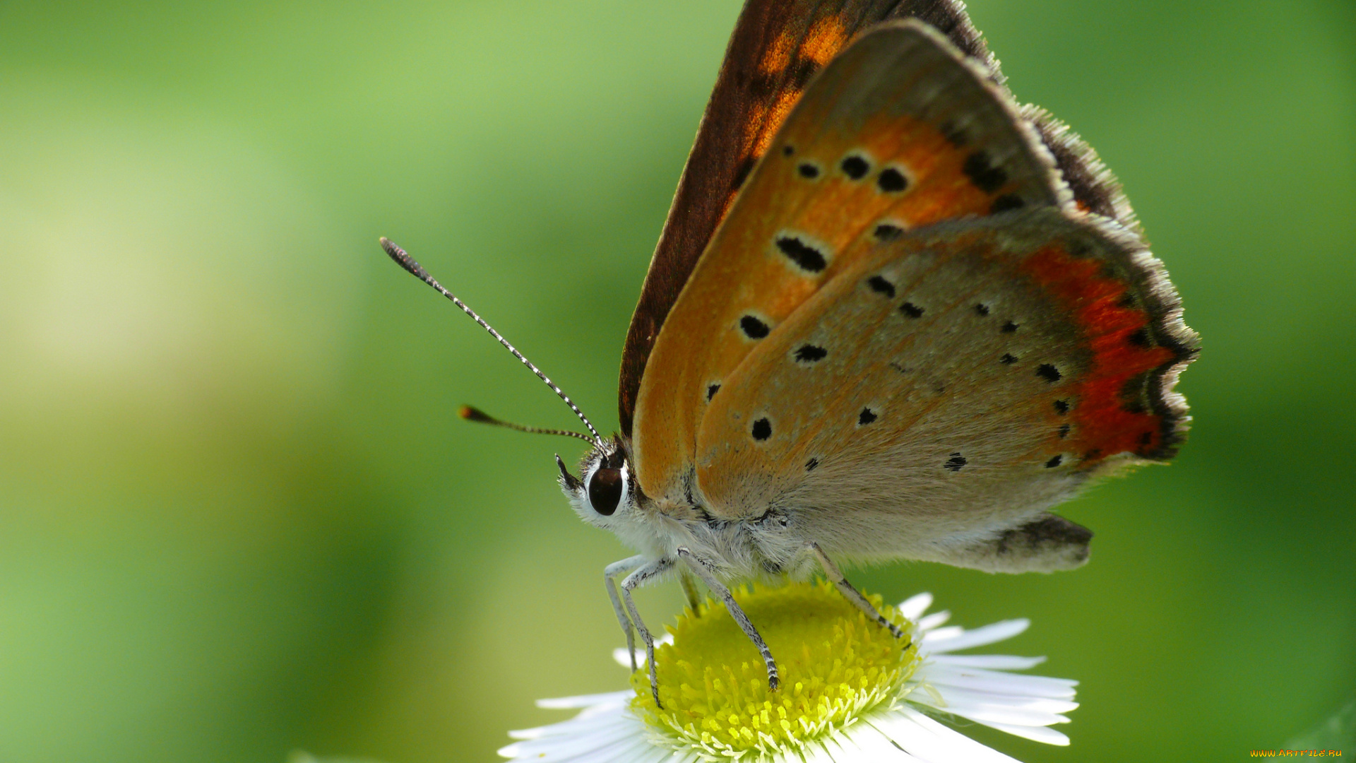 животные, бабочки, , мотыльки, , моли, фон, усики, маргаритка, цветок, зелёный, крылья, бабочка, макро