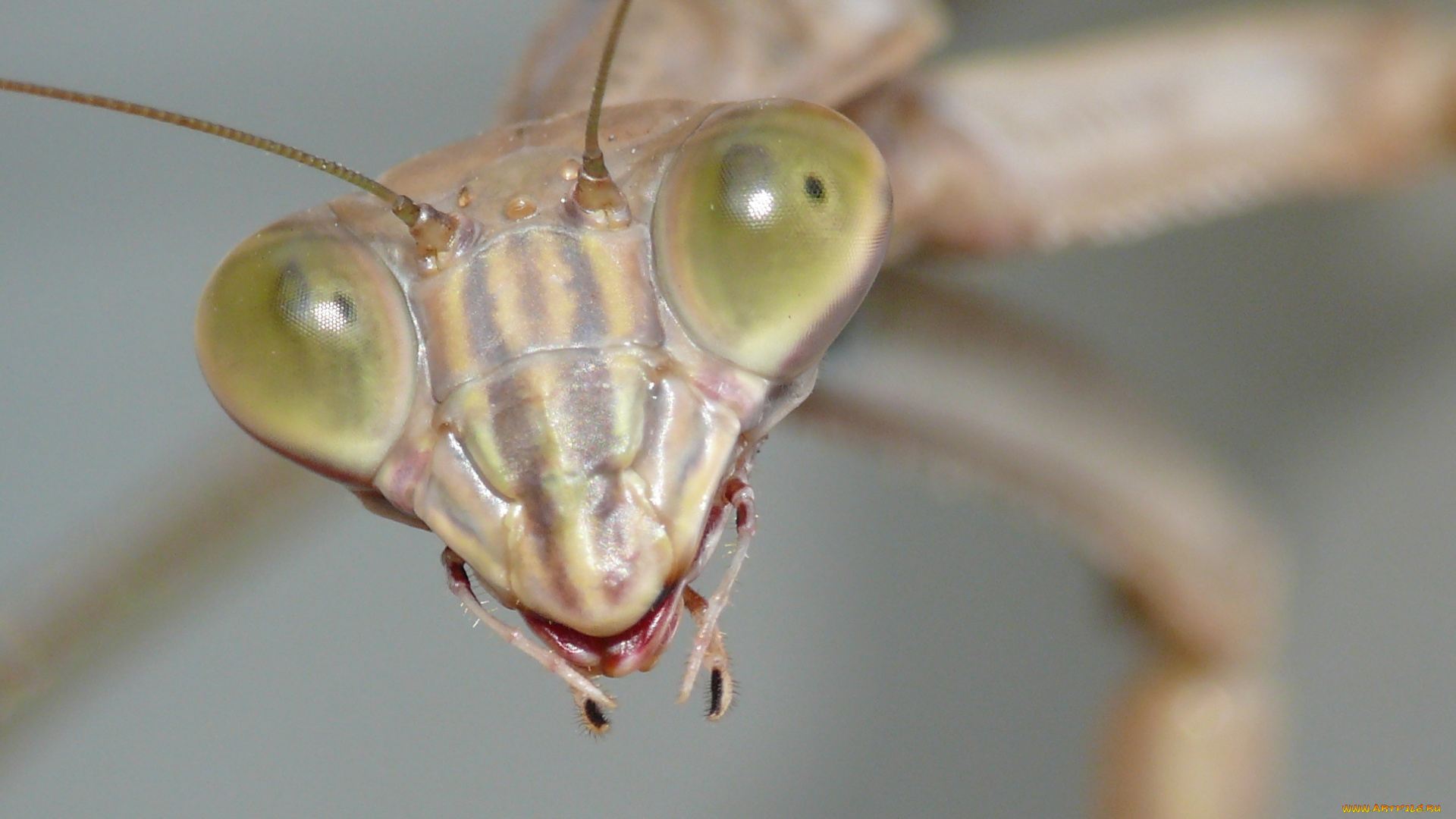 животные, богомолы, усики, глаза, богомол, портрет, фон, макро