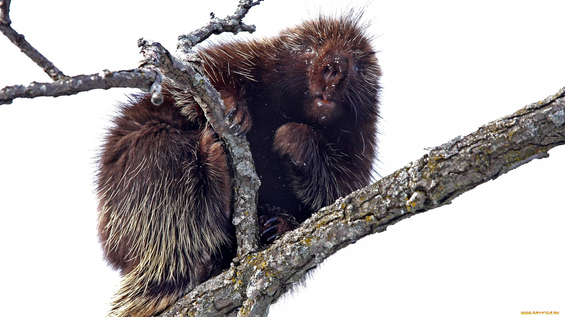 животные, дикобразы, ветки, грызун, дикобраз, взгляд