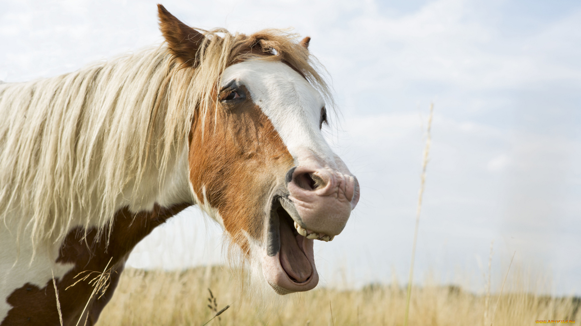 животные, лошади, радость, гримаса, морда, грива, конь, лошадь