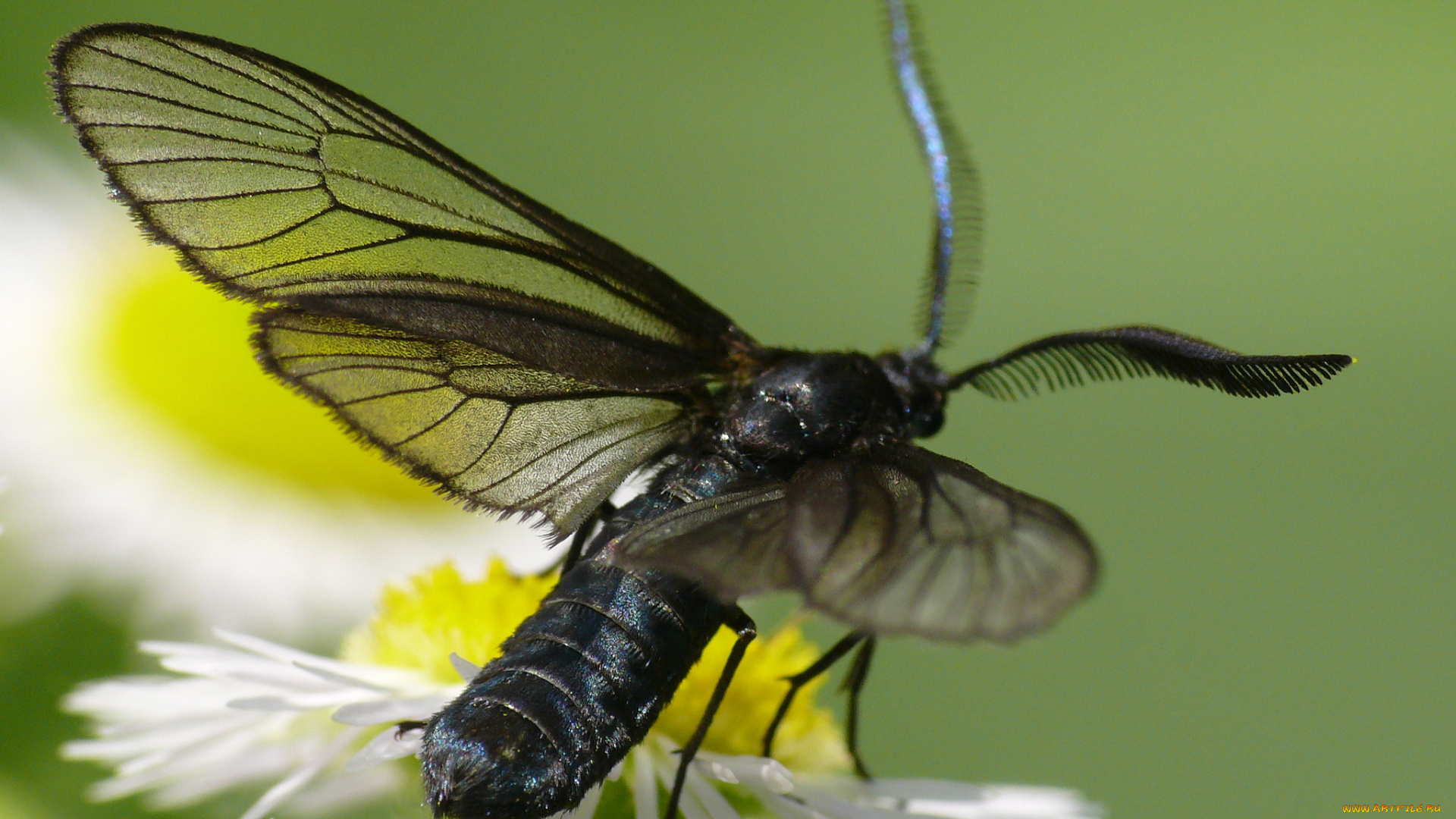 животные, насекомые, макро, травинка, цветы, усики, крылья, фон, насекомое, жук