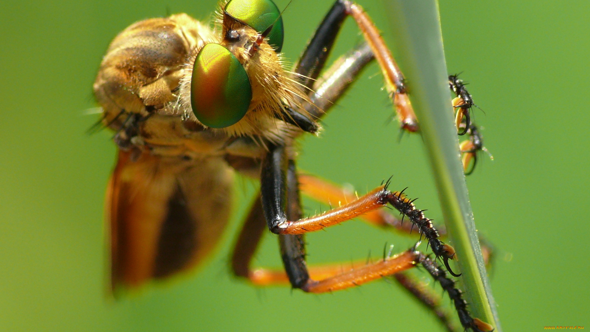 животные, насекомые, травинка, насекомое, утро, зелёный, фон, макро