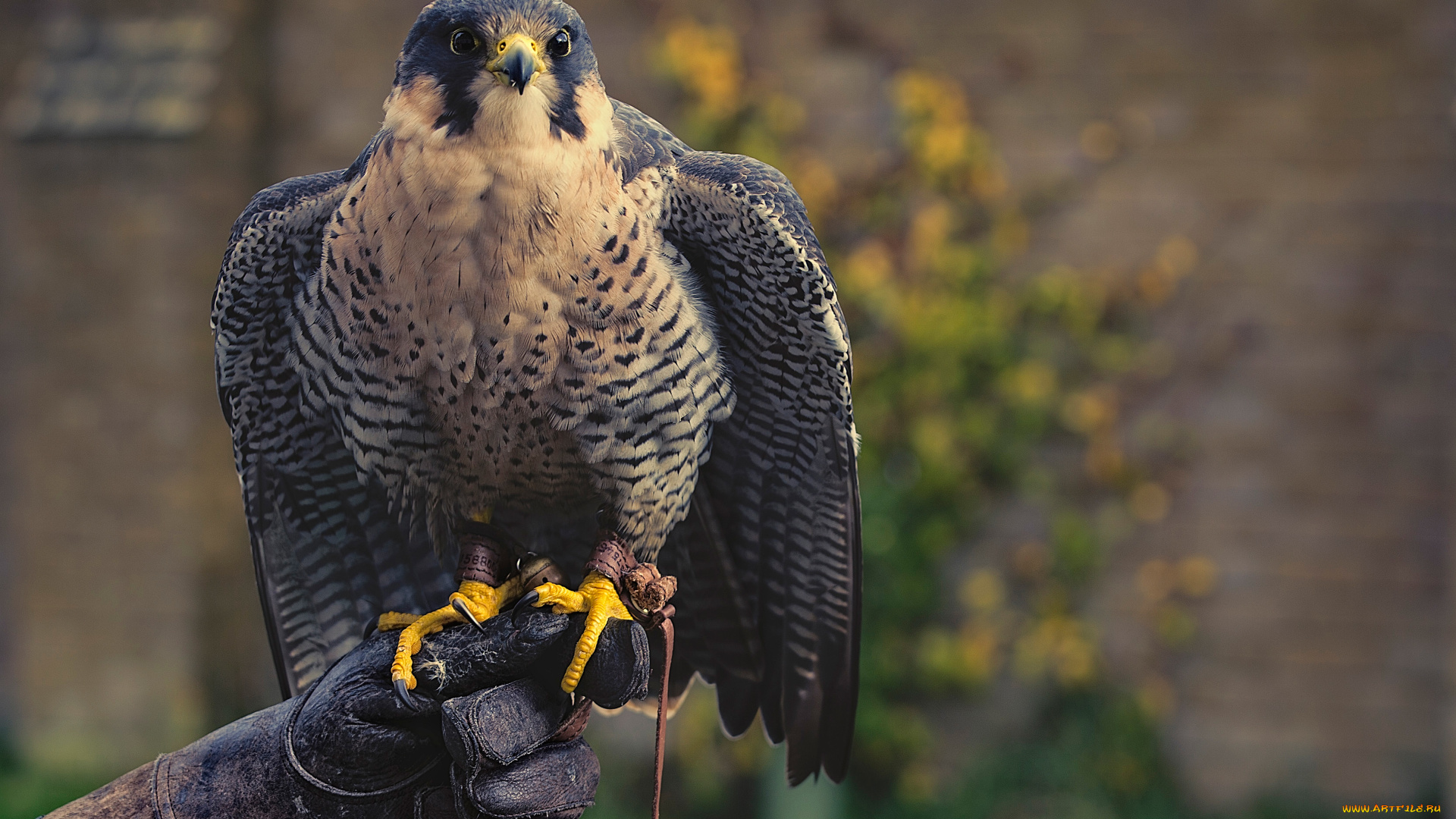 животные, птицы, -, хищники, хищник, охотник, перчатка, птица, сокол