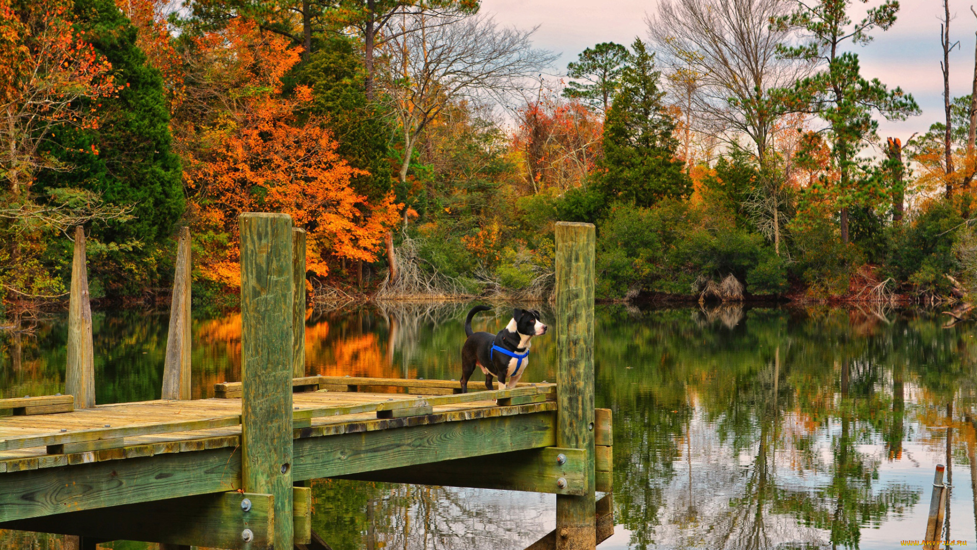 животные, собаки, собака, озеро, suffolk, осень
