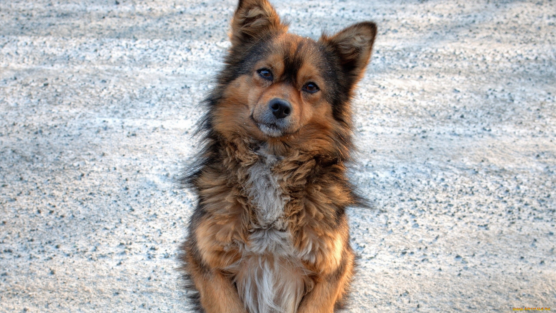 животные, собаки, уши, взгляд, морда