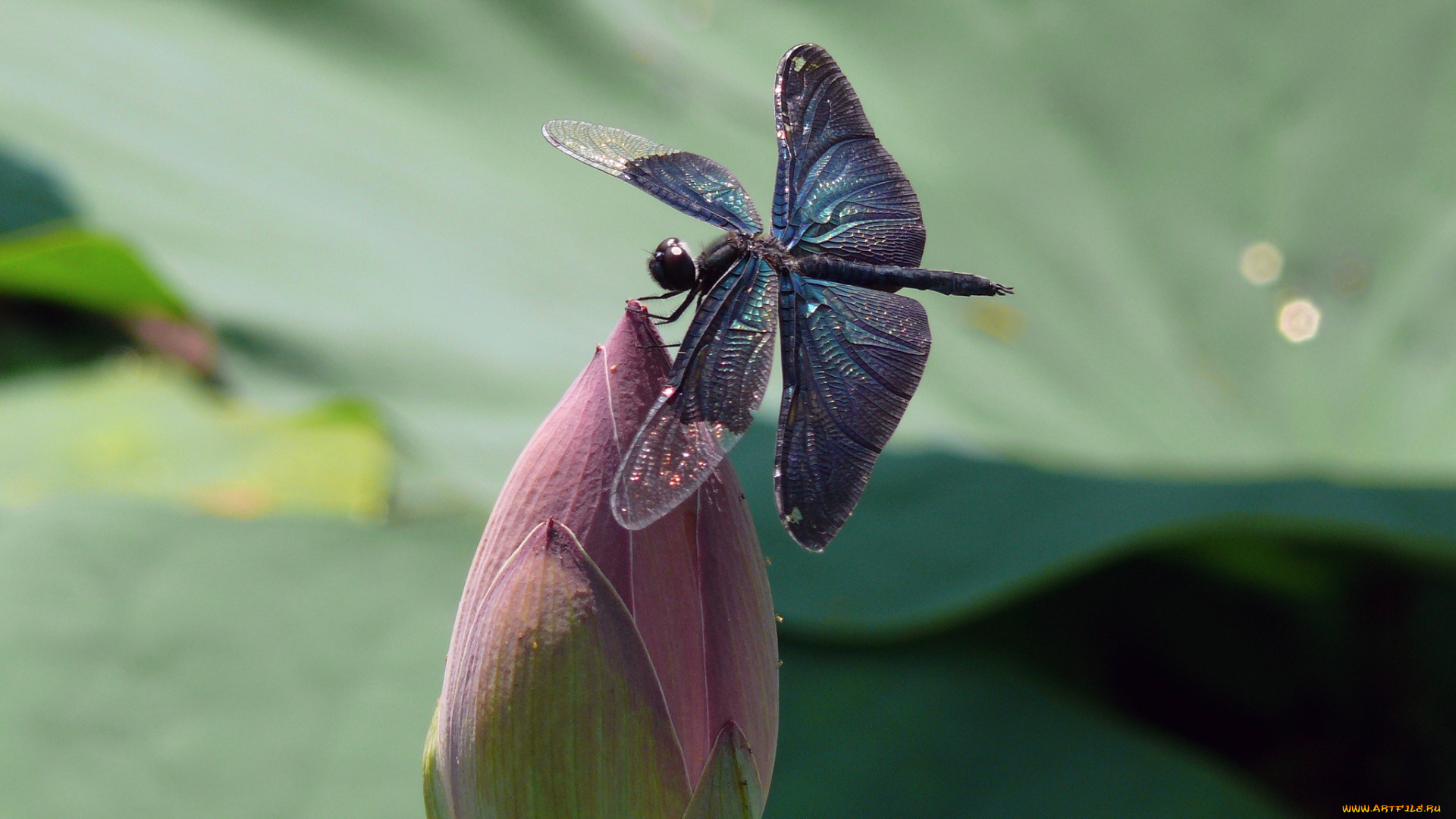 животные, стрекозы, цветок, крылья, стрекоза, утро, макро