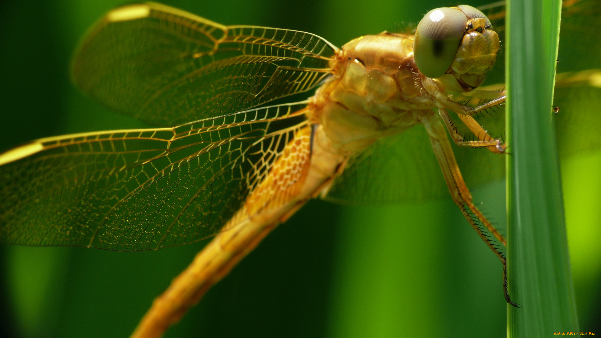 животные, стрекозы, глаза, крылья, стрекоза, макро, травинка