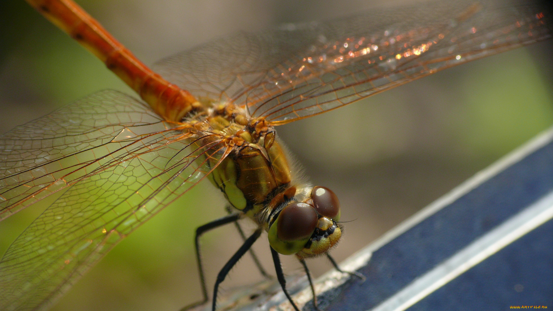 животные, стрекозы, насекомое, утро, зелёный, фон, макро, стрекоза