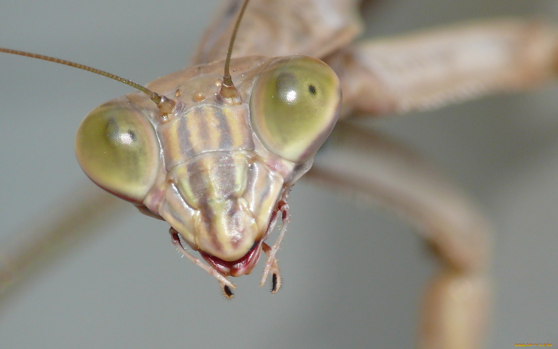 животные, богомолы, усики, глаза, богомол, портрет, фон, макро