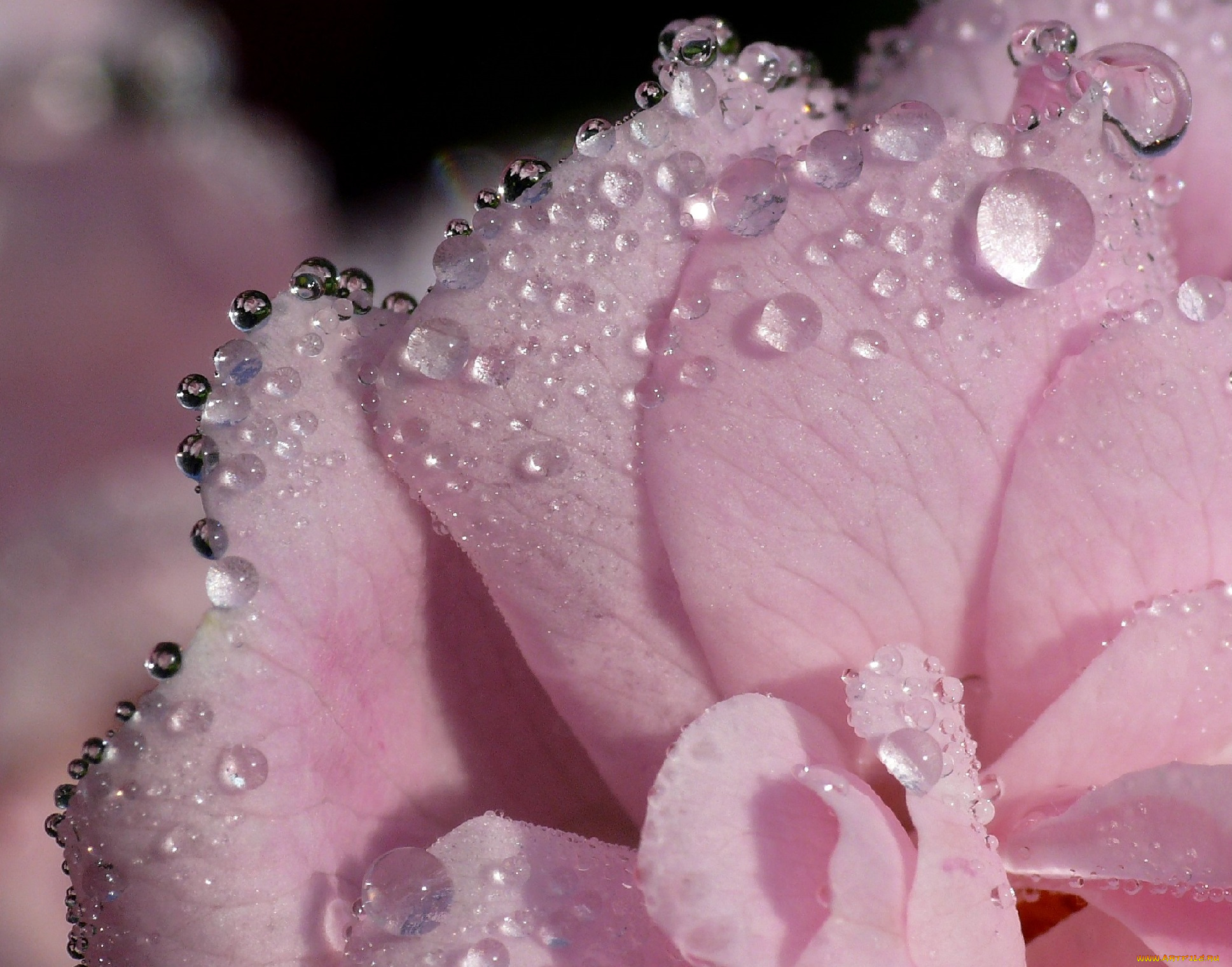 цветы, камелии, лепестки, капли, макро