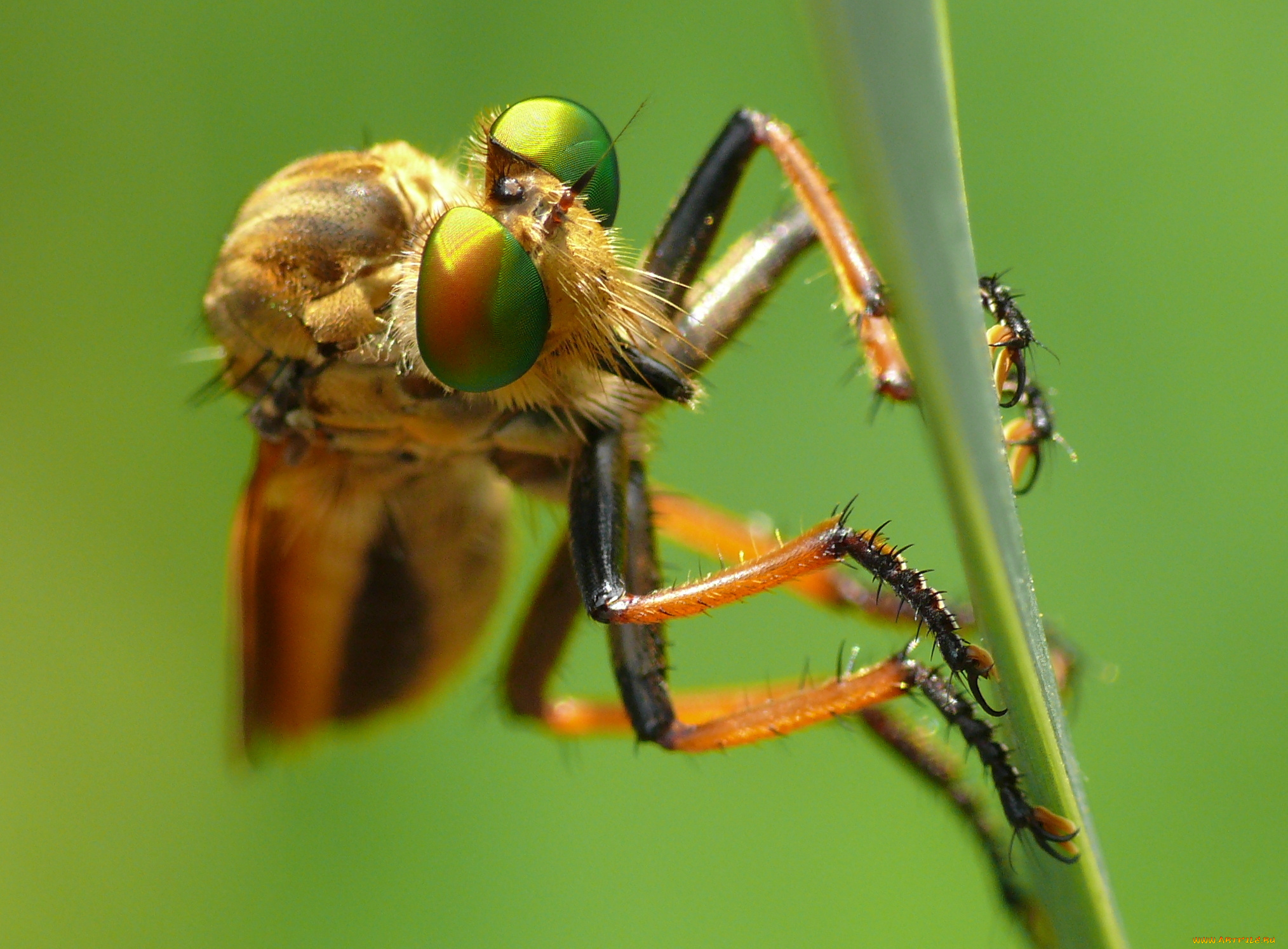 животные, насекомые, травинка, насекомое, утро, зелёный, фон, макро
